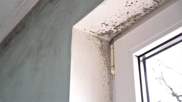 Best Airborne Mold Testing  in Watts Mills, SC