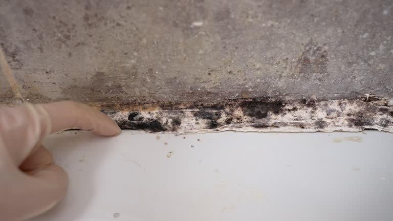  Watts Mills, SC Mold Removal Pros